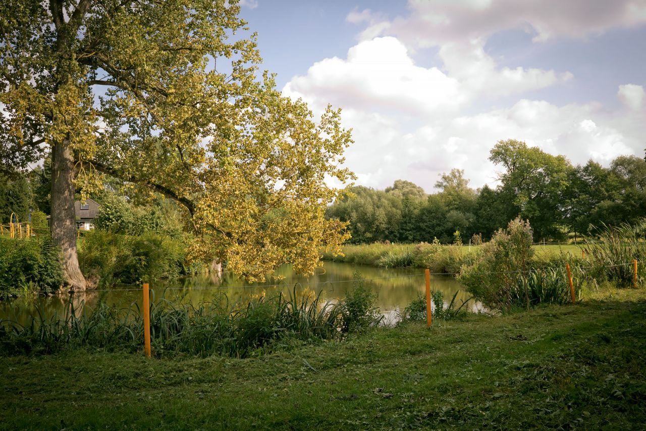 Teich mit Bäumen
